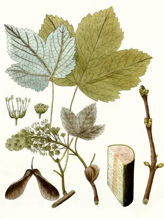 Premium Giclee Print, , small