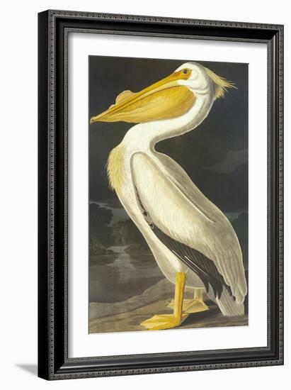 American White Pelican-John James Audubon-Framed Art Print