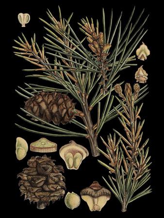 Premium Giclee Print, , small