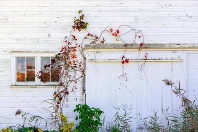 Photographic Print, , small