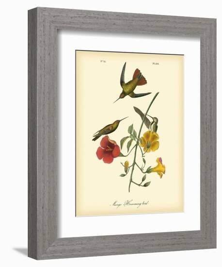 Mango Hummingbird-John James Audubon-Framed Art Print