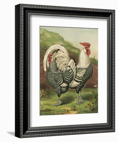 Cassell's Roosters III-Cassel-Framed Art Print