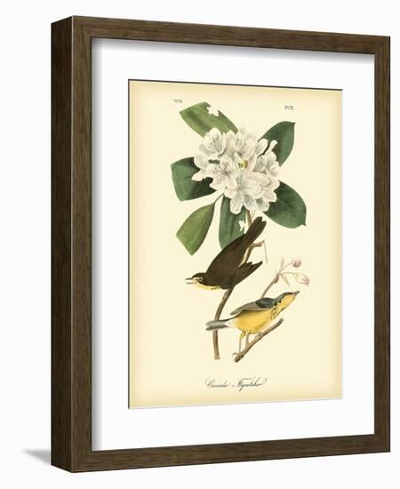 Canada Flycatcher-John James Audubon-Framed Art Print