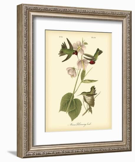 Anna Hummingbird-John James Audubon-Framed Art Print