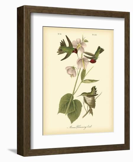 Anna Hummingbird-John James Audubon-Framed Art Print