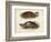 Antique Turtle Pair II-Vision Studio-Framed Art Print