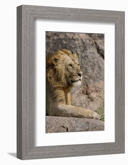 Adult male lions resting on rocky outcropping, Serengeti National Park, Tanzania, Africa-Adam Jones-Framed Photographic Print