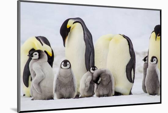 Antarctica, Snow Hill. Chicks stand near the adults in the colony.-Ellen Goff-Mounted Photographic Print