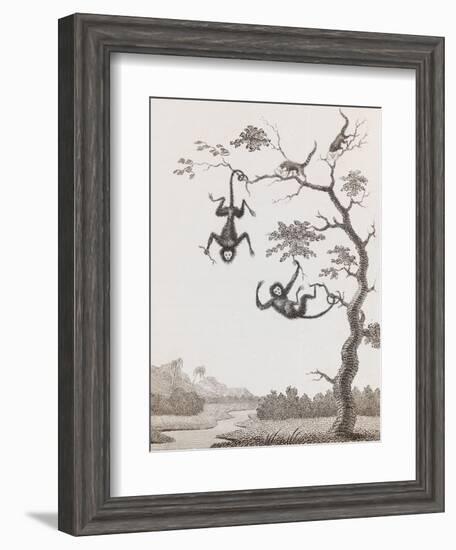 Quato and Saccawinkee Monkeys-William Blake-Framed Giclee Print