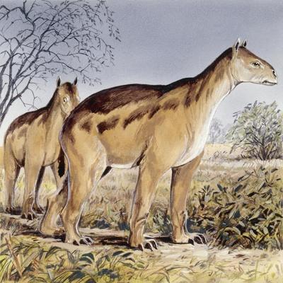 Photographic Print, , small