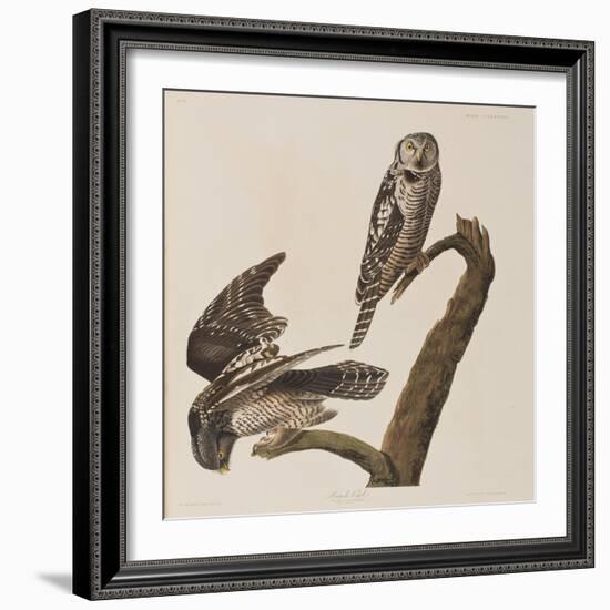 Illustration from 'Birds of America', 1827-38-John James Audubon-Framed Giclee Print