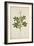 Cleome Pontaphylla, 1800-10-null-Framed Giclee Print