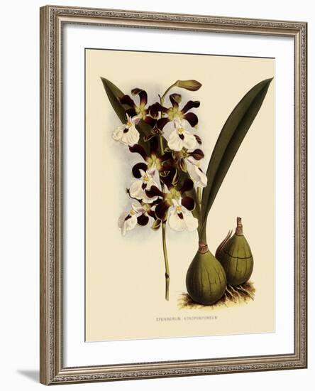 Epidendrum Atropurpureum-John Nugent Fitch-Framed Giclee Print