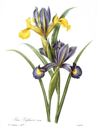 Premium Giclee Print, , small