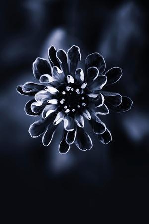 Premium Photographic Print, , small