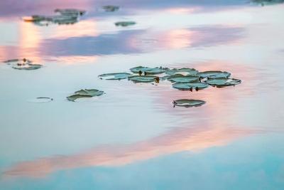Premium Photographic Print, , small