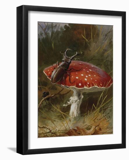 Stag Beetle on a Toadstool, 1928-Archibald Thorburn-Framed Giclee Print