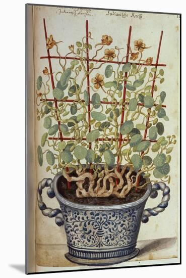 Nasturtium; Indian Cress Scrambling over a Trellis in a Blue and White Pot.  from 'Camerarius…-Joachim Camerarius-Mounted Giclee Print