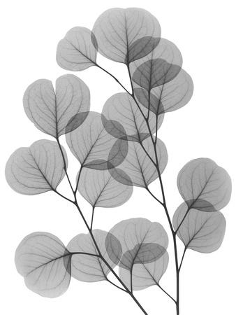 Premium Giclee Print, , small