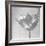 B&W Tulip-Gail Peck-Framed Art Print