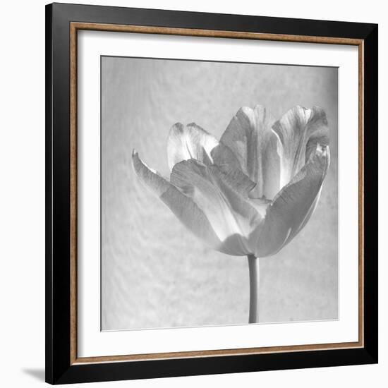 B&W Tulip-Gail Peck-Framed Art Print