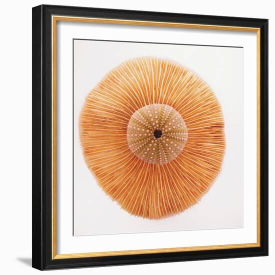 Ocean Finds I-Jairo Rodriguez-Framed Photographic Print