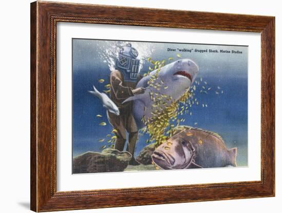 Marineland, Florida - Diver Moving Drugged Shark at Marine Studios-Lantern Press-Framed Art Print