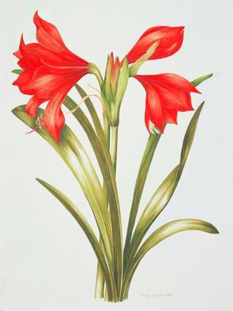 Premium Giclee Print, , small