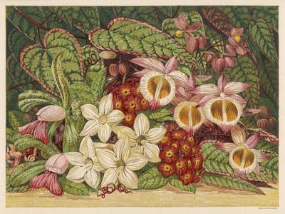Premium Giclee Print, , small