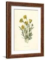 Ranunculus Bulbosus-F Edward Hulme-Framed Art Print
