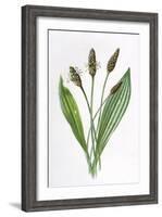 Plantago Lanceolata-F Edward Hulme-Framed Art Print