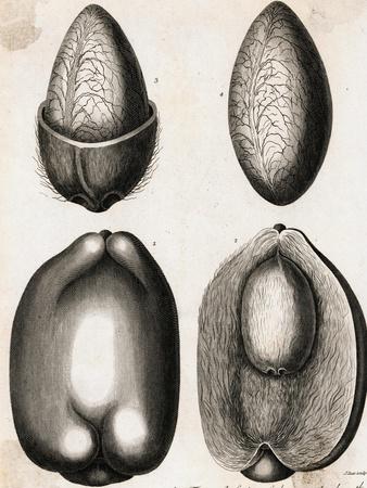 Premium Giclee Print, , small