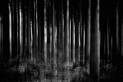 Premium Photographic Print, , small