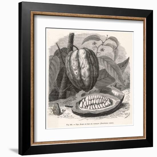 The Fruit of the Cocoa (Or Chocolate) Plant Theobroma Cacao-Berveiller-Framed Art Print