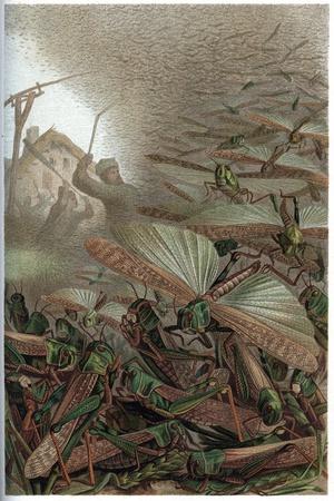 Giclee Print, , small