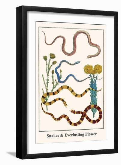 Snakes and Everlasting Flower-Albertus Seba-Framed Art Print