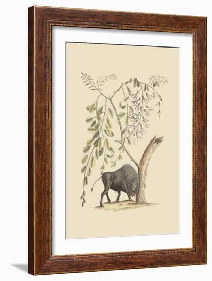 American Bison-Mark Catesby-Framed Premium Giclee Print