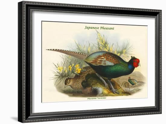 Phasianus Versicolor Japanese Pheasant-John Gould-Framed Art Print