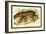 Jaguar-Sir William Jardine-Framed Art Print