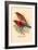 Scarlet Tanager-Arthur G. Butler-Framed Art Print