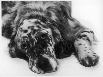 Premium Photographic Print, , small