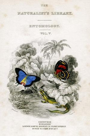 The Naturalist's Library, Entomology, Vol V, Butterflies, C1833
