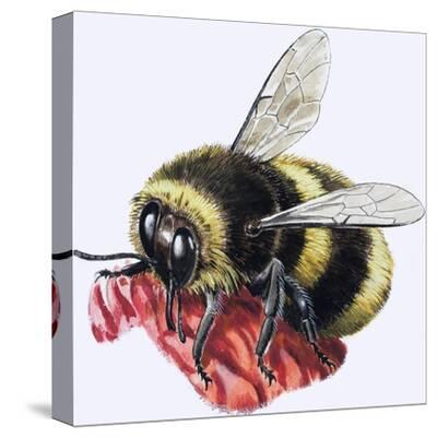 Stretched Canvas Print, , small