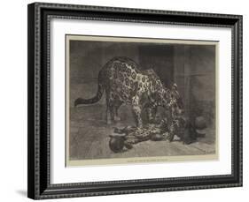 Jaguar and Cubs at the Jardin Des Plantes-Auguste Andre Lancon-Framed Giclee Print