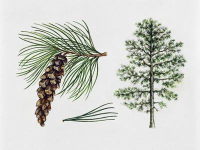 Premium Giclee Print, , small