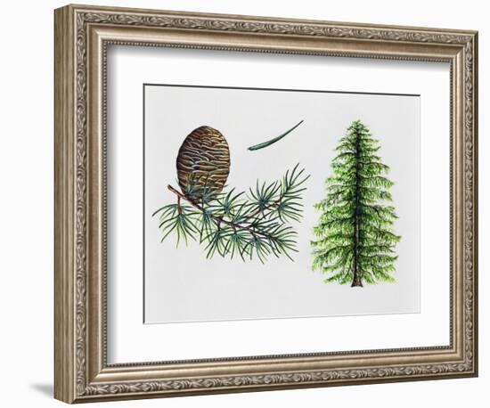 Deodar Cedar or Himalayan Cedar (Cedrus Deodara), Pinaceae, Tree, Leaves and Fruit-null-Framed Giclee Print