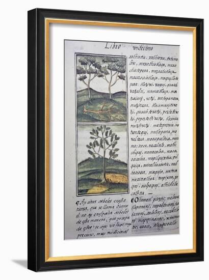 Trees, Wild Cypresses and Firs, Page from Florentine Codex-null-Framed Giclee Print