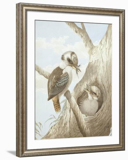 Kookaburras Feeding at a Nest in a Tree, 1892-Neville Henry Peniston Cayley-Framed Giclee Print