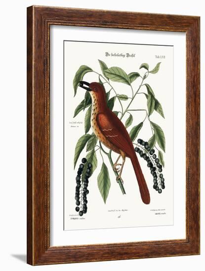 The Fox Coloured Thrush, 1749-73-Mark Catesby-Framed Giclee Print