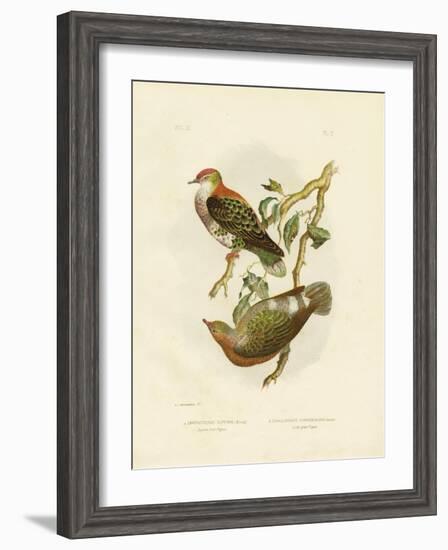 Superb Fruit Pigeon, 1891-Gracius Broinowski-Framed Giclee Print